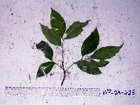 Guioa comesperma image