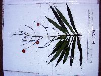 Dracaena angustifolia image