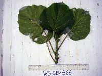 Image of Dendrocnide cordata