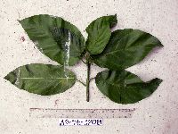 Image of Dendrocnide ternatensis
