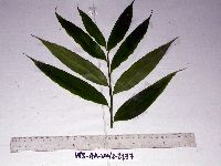 Image of Meistera aculeata