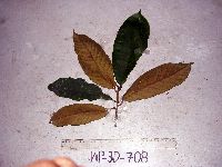 Palaquium supfianum image