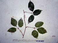 Media resource of Cayratia geniculata