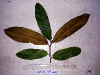 Palaquium supfianum image