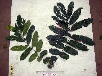 Pometia pinnata image