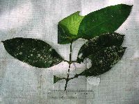 Garcinia dulcis image