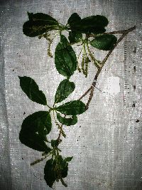 Terminalia complanata image