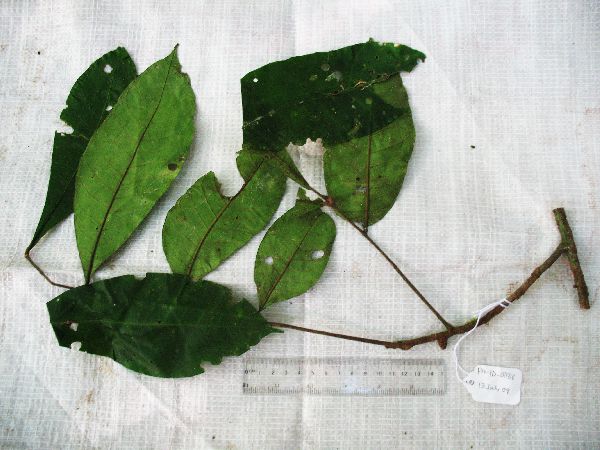 Didymocheton annae image