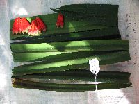 Image of Benstonea stenocarpa