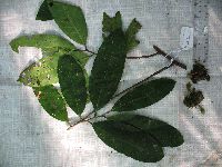 Goniothalamus aruensis image