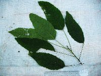 Macaranga punctata image