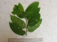 Cananga odorata image