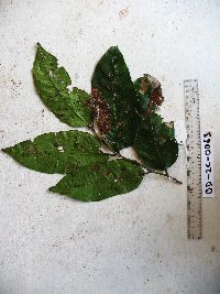 Thumbnail image of current specimen