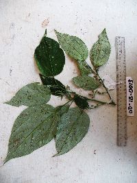 thumbnail image of current specimen