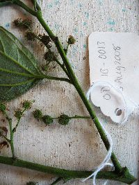 thumbnail image of current specimen