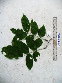 Millettia pinnata image