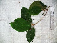 Thumbnail image of current specimen