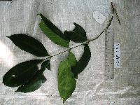 Aglaia rimosa image