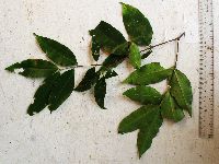 Syzygium thornei image