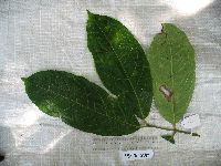 Image of Steganthera hirsuta