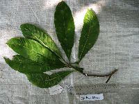 Barringtonia calyptrocalyx image
