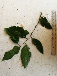 Image of Cryptocarya densiflora