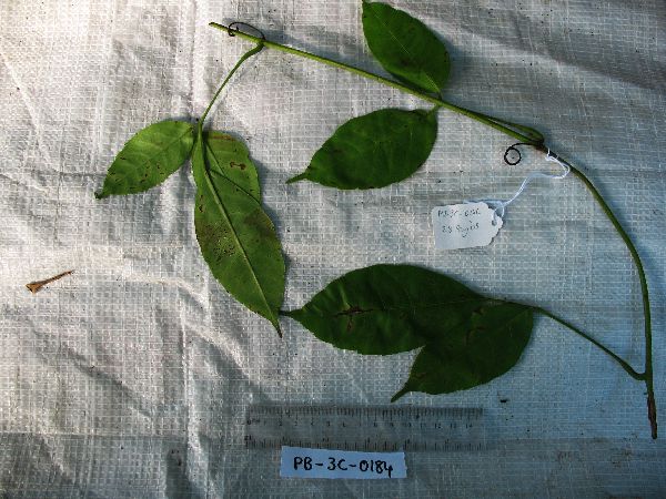 Tetrastigma pedunculare image