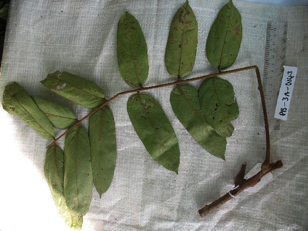 Meliosma pinnata image