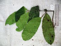 Steganthera hirsuta image