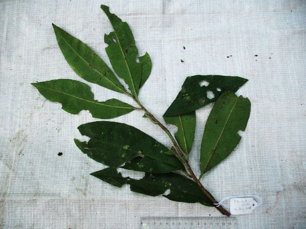 Ardisia imperialis image