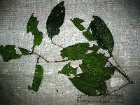 Image Associated With the Occurrence