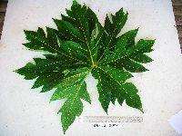 Media resource of Carica papaya