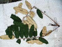 Aglaia argentea image