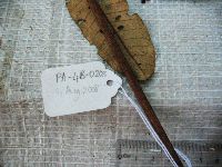 Aglaia argentea image