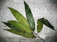 Thumbnail image of current specimen