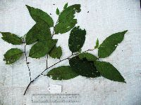 Prunus schlechteri image