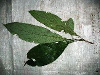 Actinodaphne nitida image