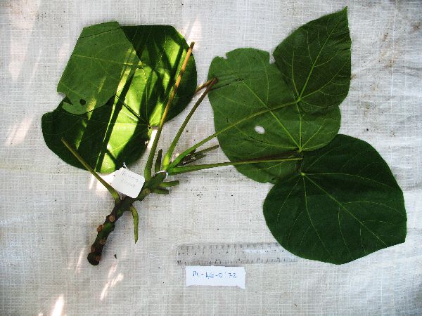 Hernandia ovigera image