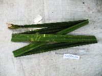 Benstonea stenocarpa image