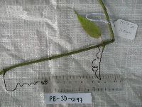 Tetrastigma pedunculare image