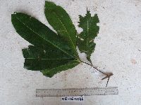 Image of Eriandra fragrans