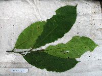 Horsfieldia spicata image
