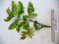 Thumbnail image of current specimen