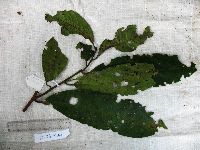 Horsfieldia spicata image