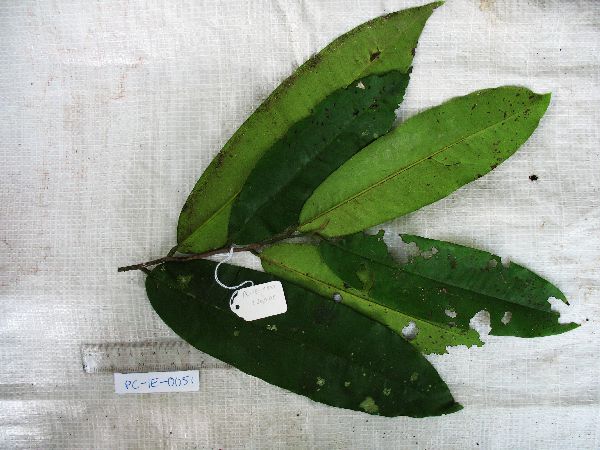 Diospyros peekelii image