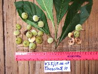 Thumbnail image of current specimen