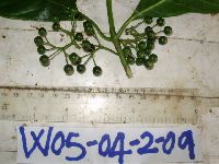 Pavetta platyclada image