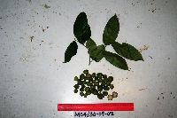 Galearia celebica image