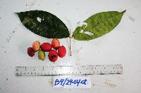 Image Associated With the Occurrence