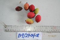 Chionanthus ramiflorus image